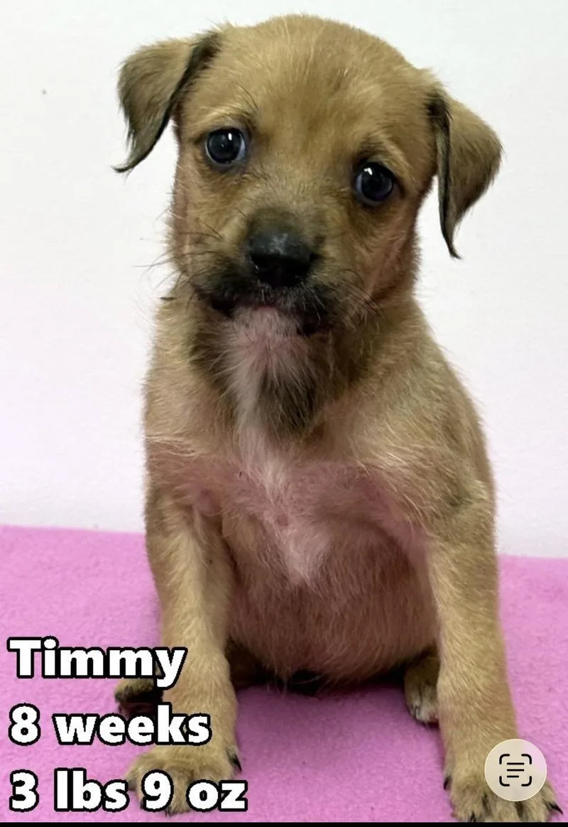 A baby medium-sized male Yellow / Tan / Blond / Fawn Border Terrier dog named Timmeo for adoption in Wonder Lake, IL