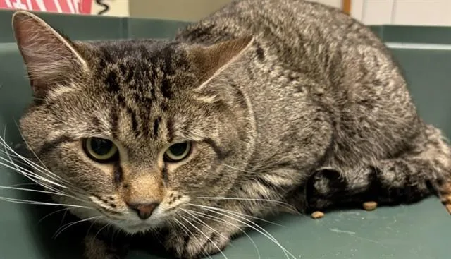 A young medium-sized male Domestic Short Hair cat named Naz for adoption in Minneapolis, MN
