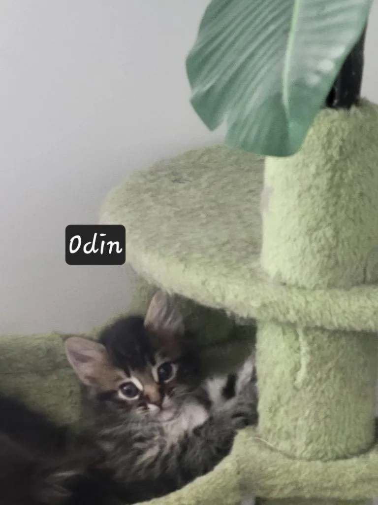 Odin