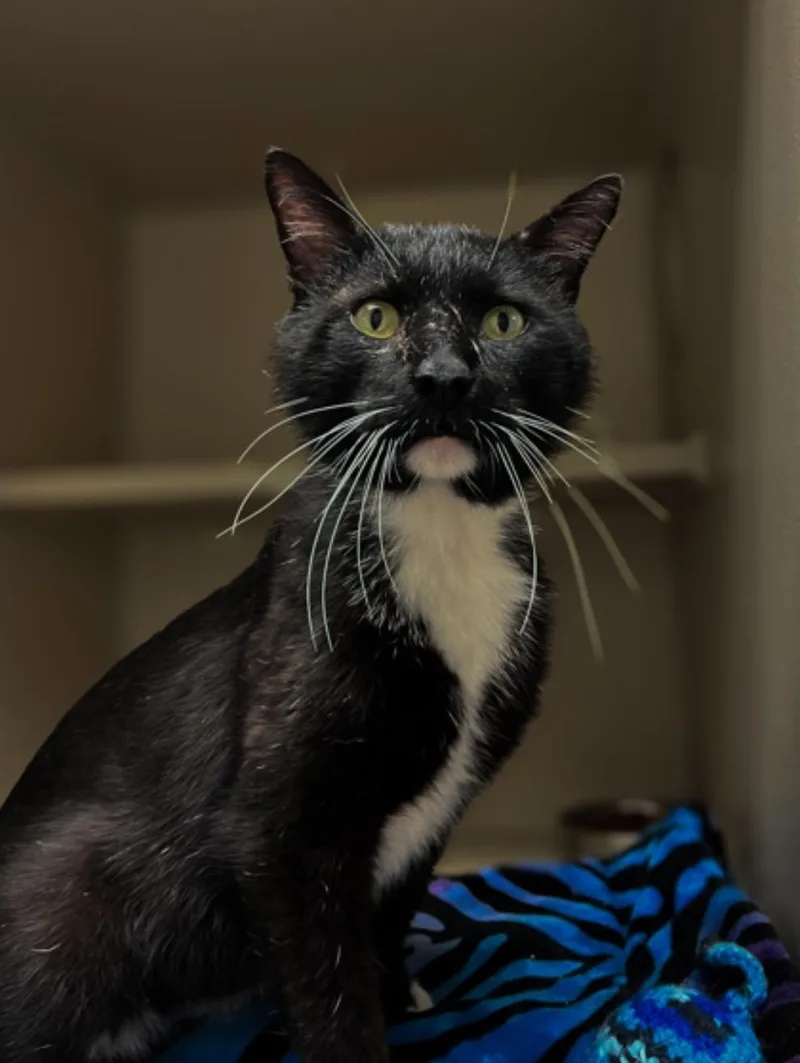 An adult medium-sized male Black & White / Tuxedo Domestic Short Hair cat named Old Manny for adoption in Winfield, KS