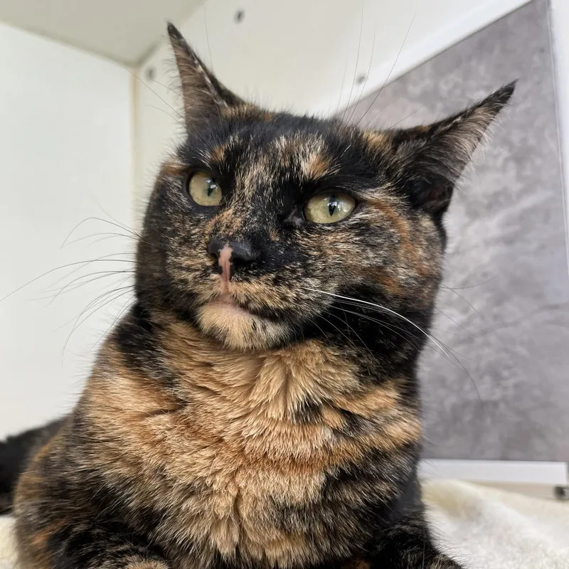 A young medium-sized female Tortoiseshell Domestic Short Hair cat named Street Corn for adoption in Newark, NJ