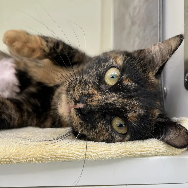 Street Corn thumbnail 2