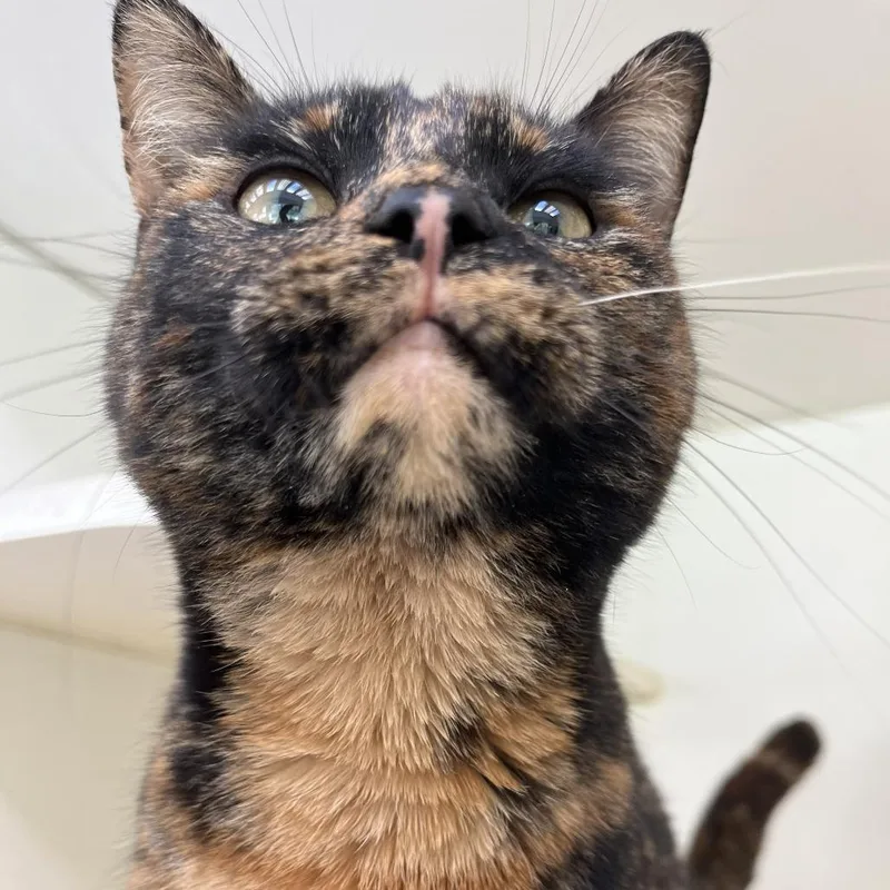 Street Corn thumbnail 3