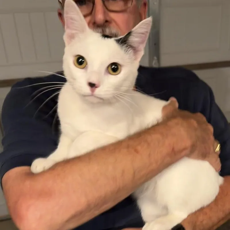 A young small-sized male White Domestic Short Hair cat named Charlie for adoption in Midland, TX