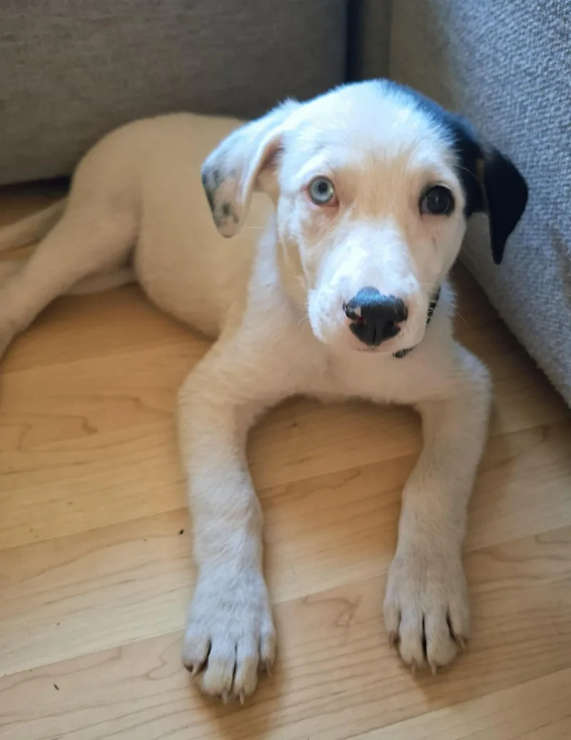 A baby medium-sized female Shepherd dog named Iris for adoption in Redwood City, CA