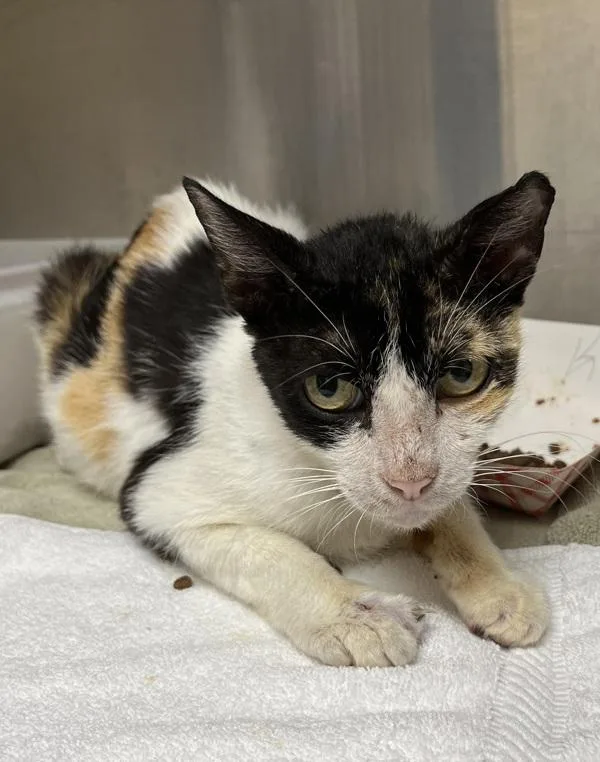 An adult medium-sized female Domestic Short Hair cat named Jude for adoption in Stratham, NH