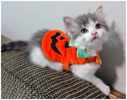 A baby medium-sized female Gray & White Domestic Medium Hair cat named Adelaide for adoption in Oak Ridge, TN