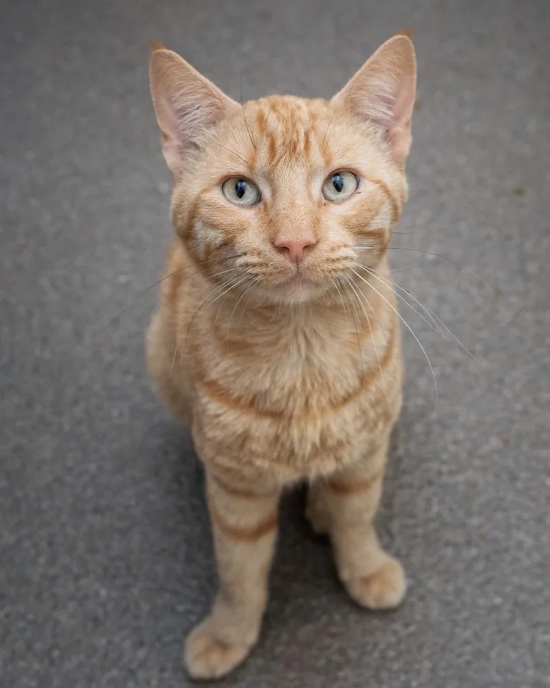 A young medium-sized male Domestic Short Hair cat named Bashful for adoption in Boone, IA