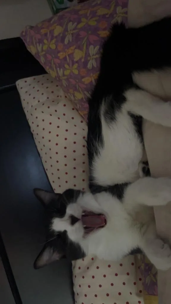 A young medium-sized female Domestic Short Hair cat named Fria for adoption in St. Cloud, MN