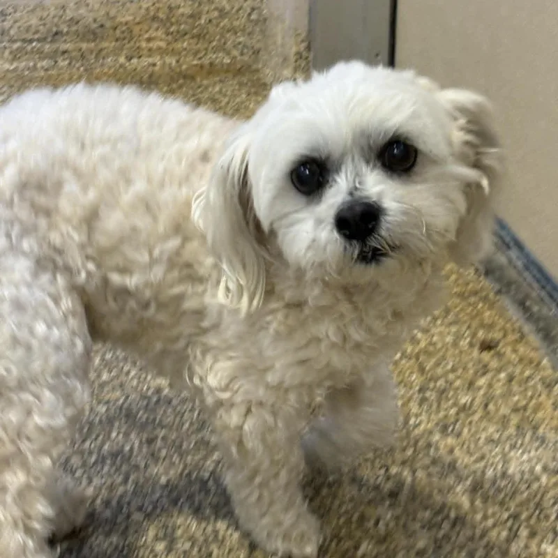 Boo Bear thumbnail 3