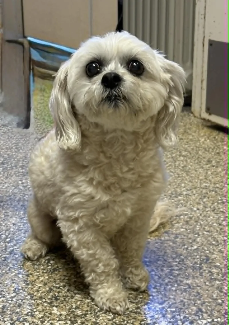 A senior small-sized male White / Cream Bichon Frise dog named Boo Bear for adoption in Barnegat, NJ