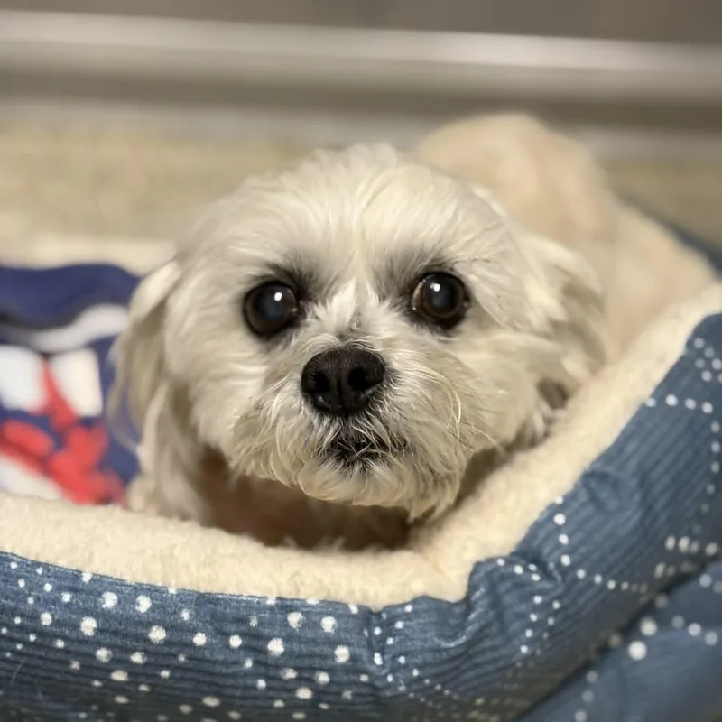 Boo Bear thumbnail 4