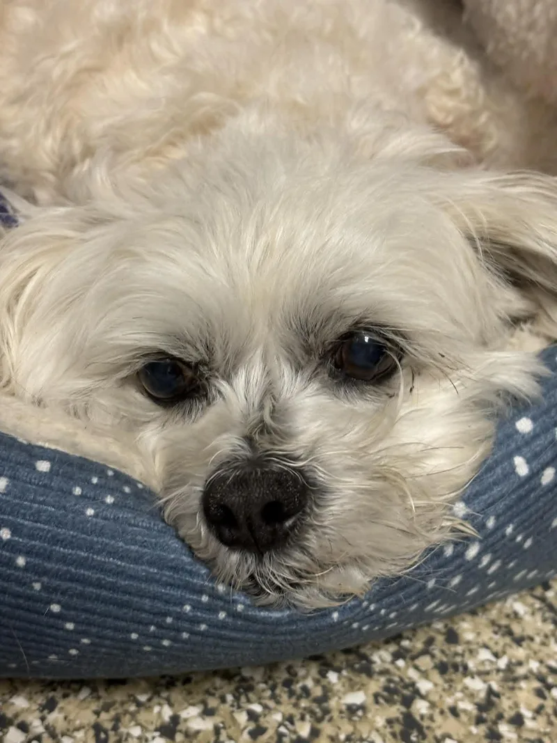 Boo Bear thumbnail 5