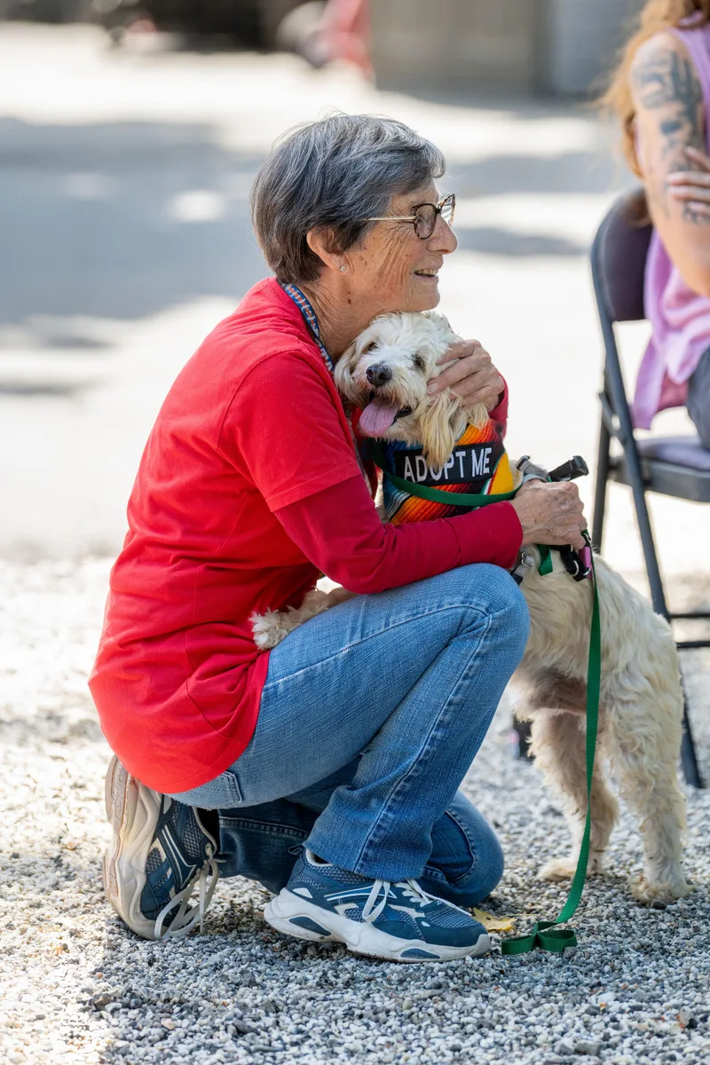 An adult small-sized male White / Cream Maltese dog named Aladdin for adoption in Santa Rosa, CA