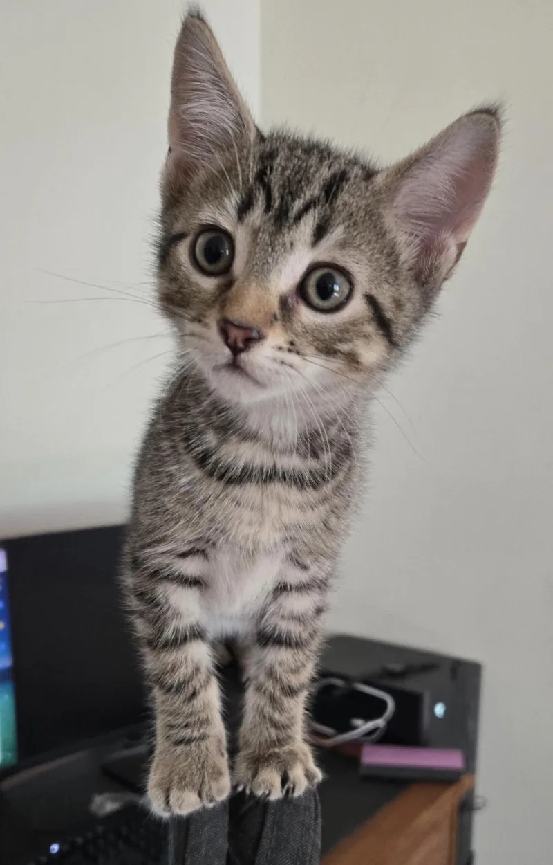 A young medium-sized male Tabby (Gray / Blue / Silver) Domestic Short Hair cat named Asteroid for adoption in Nutley, NJ