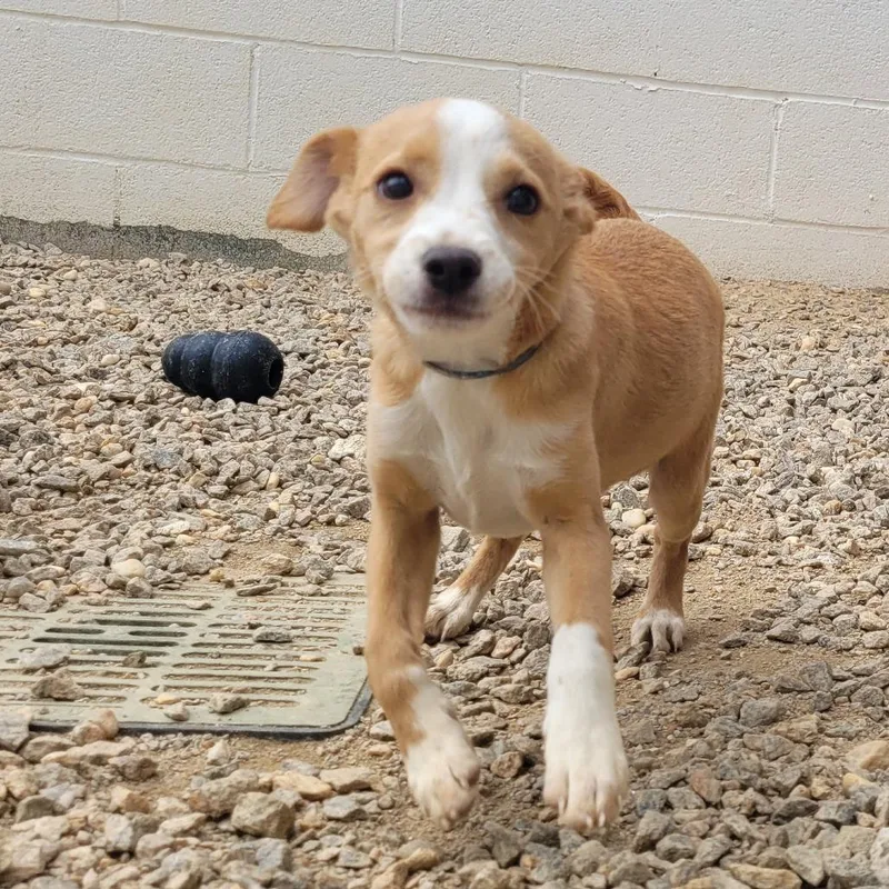 A baby small-sized female Yellow / Tan / Blond / Fawn Mixed Breed dog named Flake for adoption in LOXAHATCHEE, FL