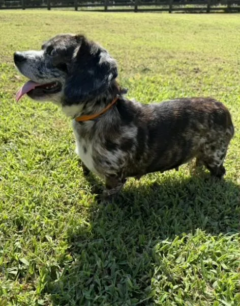 Minnie Doxie