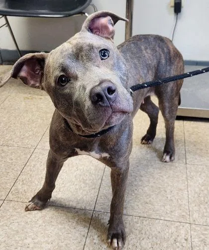 A young medium-sized female Terrier dog named Daisy for adoption in Cumberland, MD
