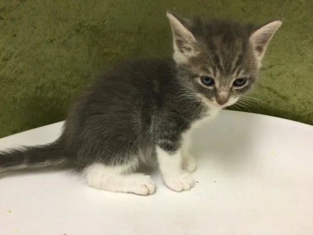 A baby small-sized male Domestic Short Hair cat named Hudson for adoption in Riverside, CA