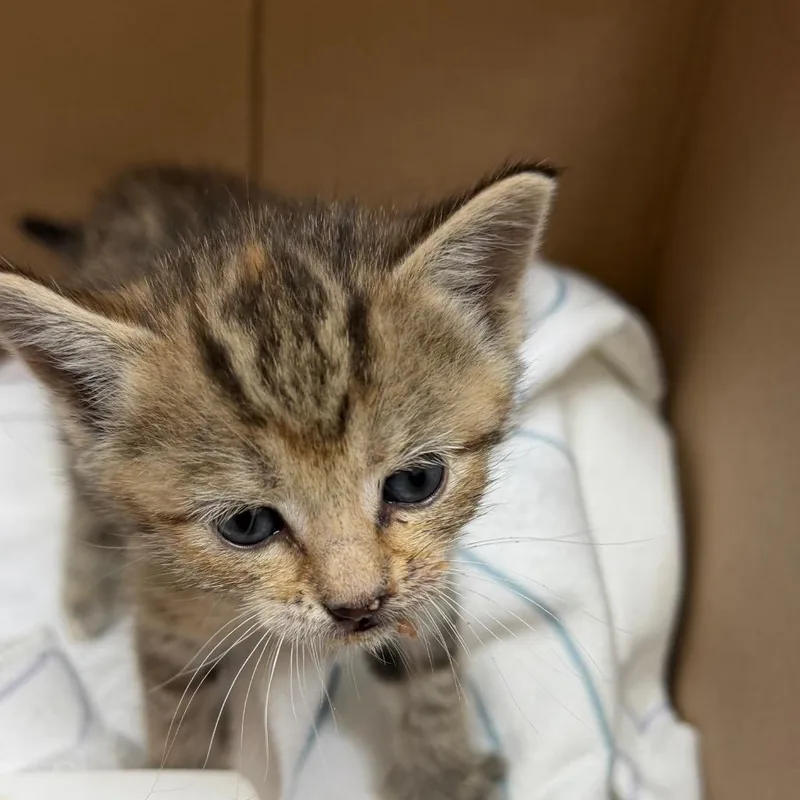A baby small-sized female Torbie Domestic Short Hair cat named Selma for adoption in Birmingham, AL