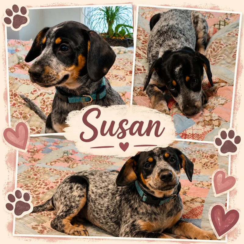 A young small-sized female Tricolor (Brown, Black, & White) Pointer dog named Susan for adoption in Jackson, TN
