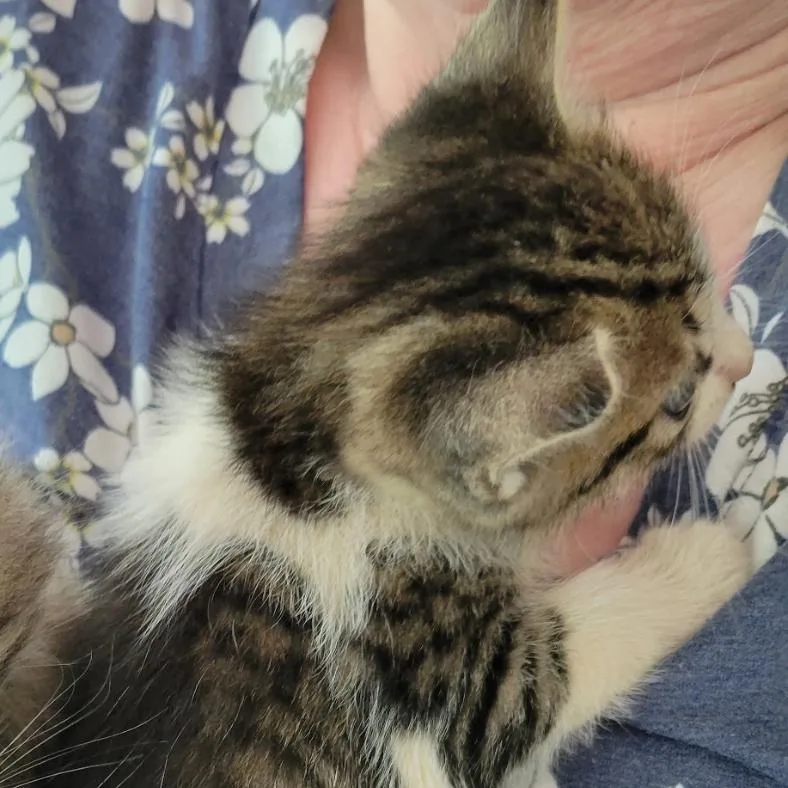 A baby small-sized female Gray / Blue / Silver Domestic Short Hair cat named Fry Day for adoption in SANTA ROSA BEACH, FL
