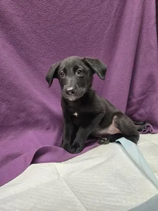 A young small-sized male German Shepherd Dog dog named Animal for adoption in Roseville, CA