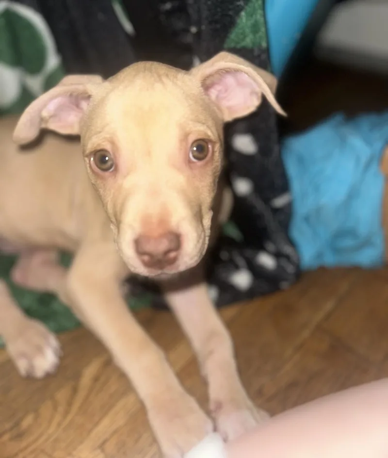 A baby medium-sized male Terrier dog named Java for adoption in Copiague, NY