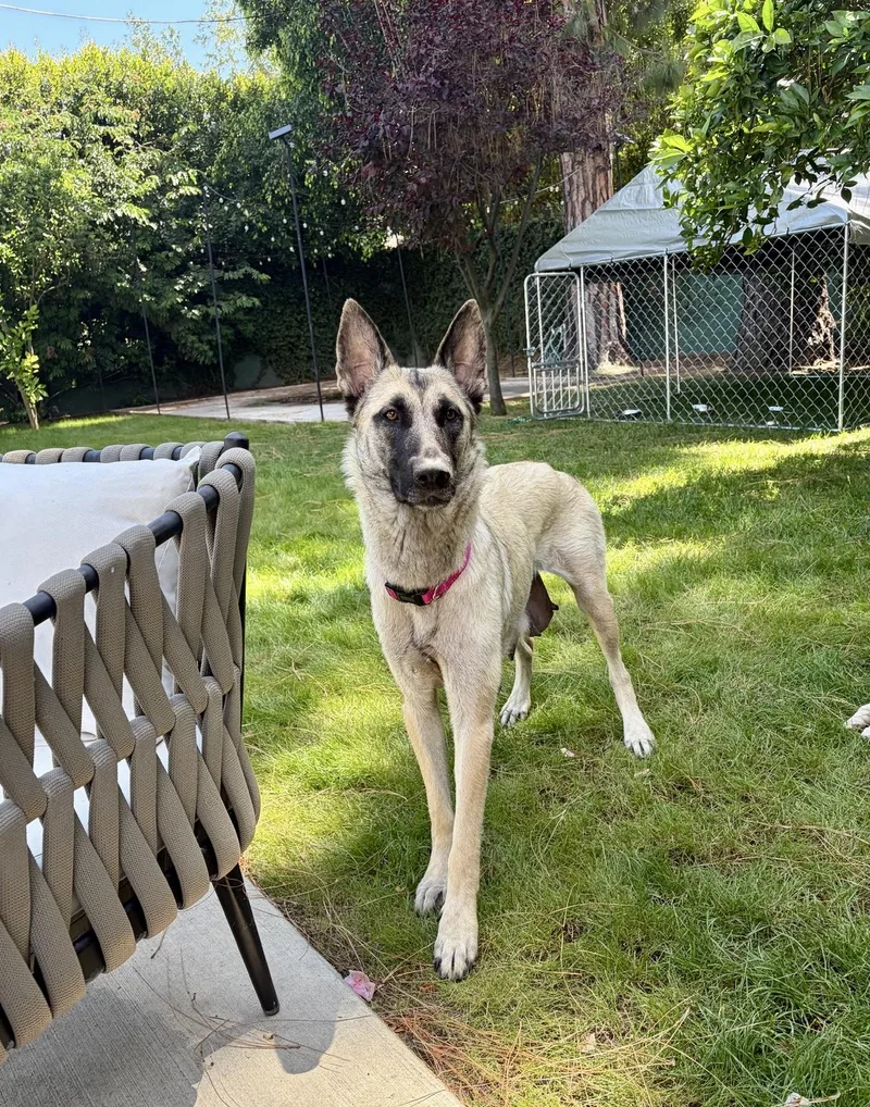 A young medium-sized female Shepherd dog named Janie for adoption in santa monica, CA