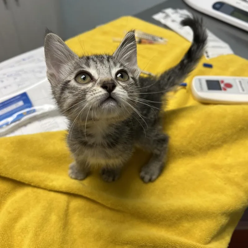 A baby small-sized male Brown / Chocolate Domestic Short Hair cat named Ray for adoption in Riverside, CA