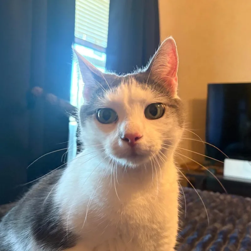 An adult medium-sized female Domestic Short Hair cat named Trixie for adoption in State College, PA