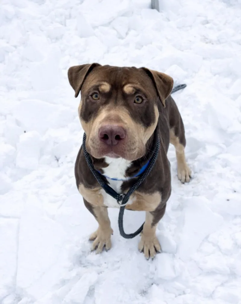 A young large-sized male Pit Bull Terrier dog named Canello for adoption in Hagerstown, MD
