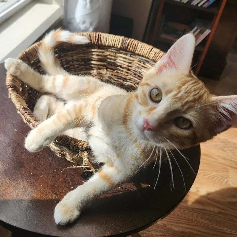A baby medium-sized male Orange / Red Domestic Short Hair cat named Chief Burns for adoption in Springfield, OR