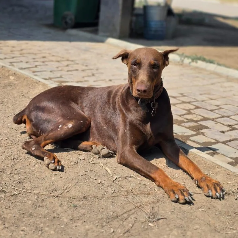 Roxy