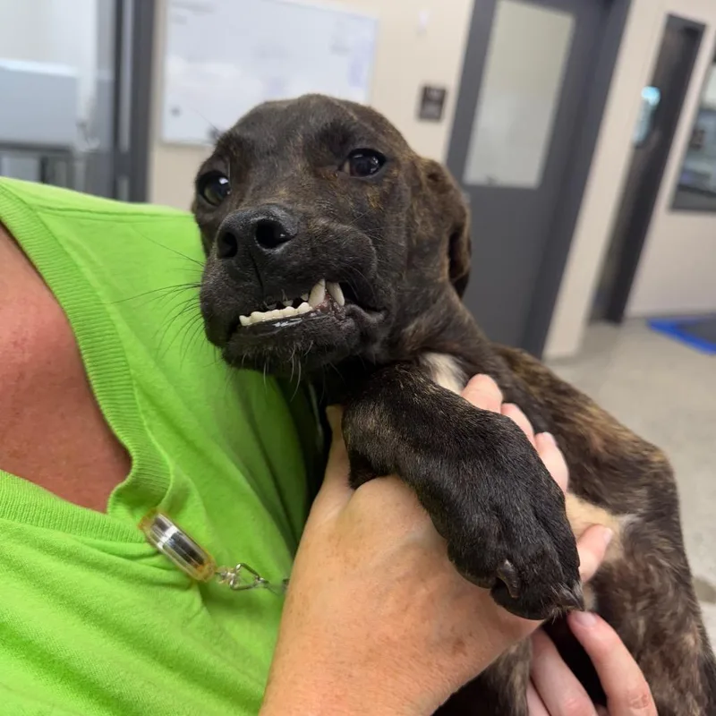 An adult small-sized male Brindle Mixed Breed dog named Chomper for adoption in Morganton, NC