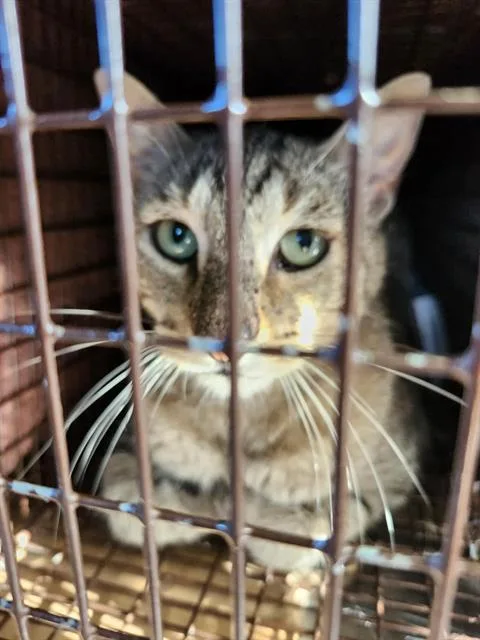 An adult small-sized male Domestic Short Hair cat named V for adoption in San Antonio, TX