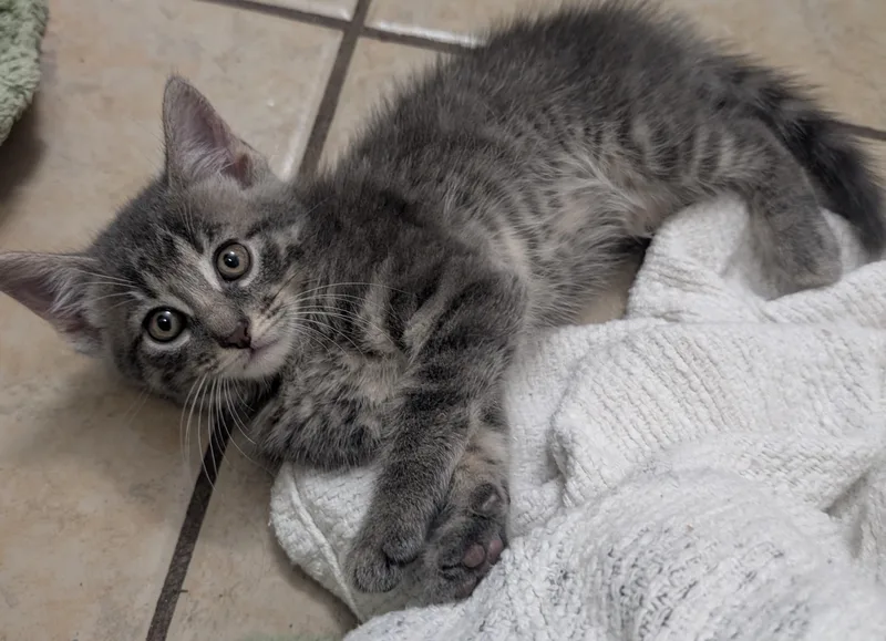 A baby medium-sized male Tabby (Gray / Blue / Silver) Domestic Short Hair cat named Sausage for adoption in Grove City, OH