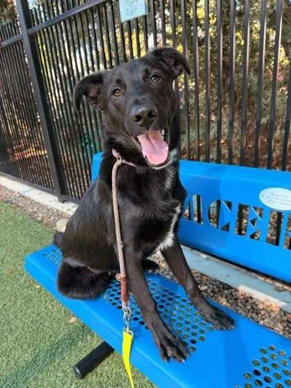 A young large-sized male Labrador Retriever dog named Basil for adoption in Roseville, CA