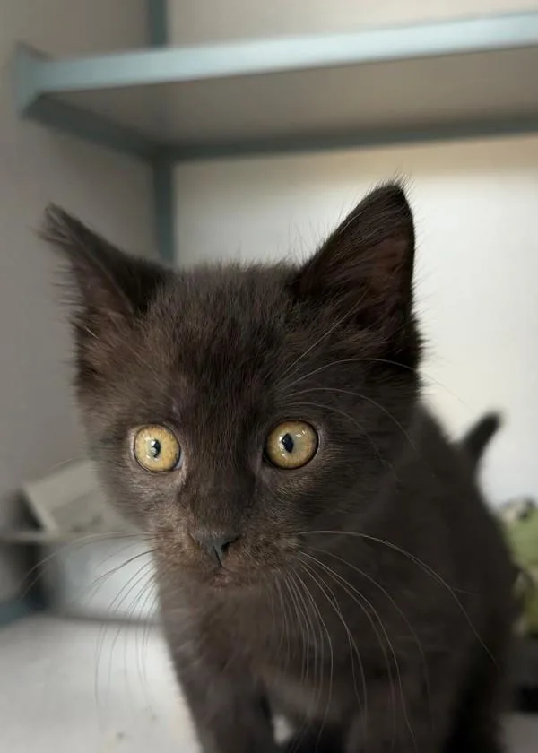 A baby small-sized male Domestic Short Hair cat named Baci for adoption in Skillman, NJ