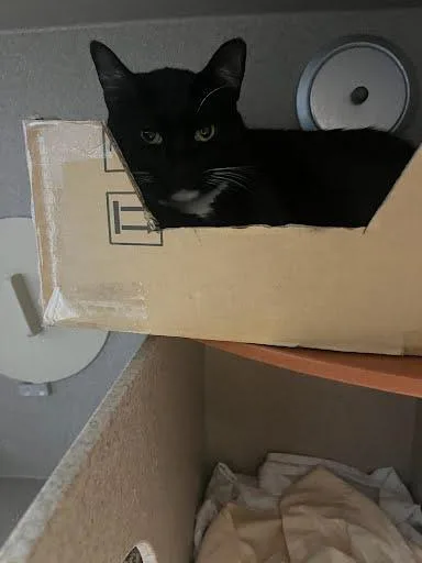 An adult large-sized male Domestic Short Hair cat named Tippytoes for adoption in Washington, DC