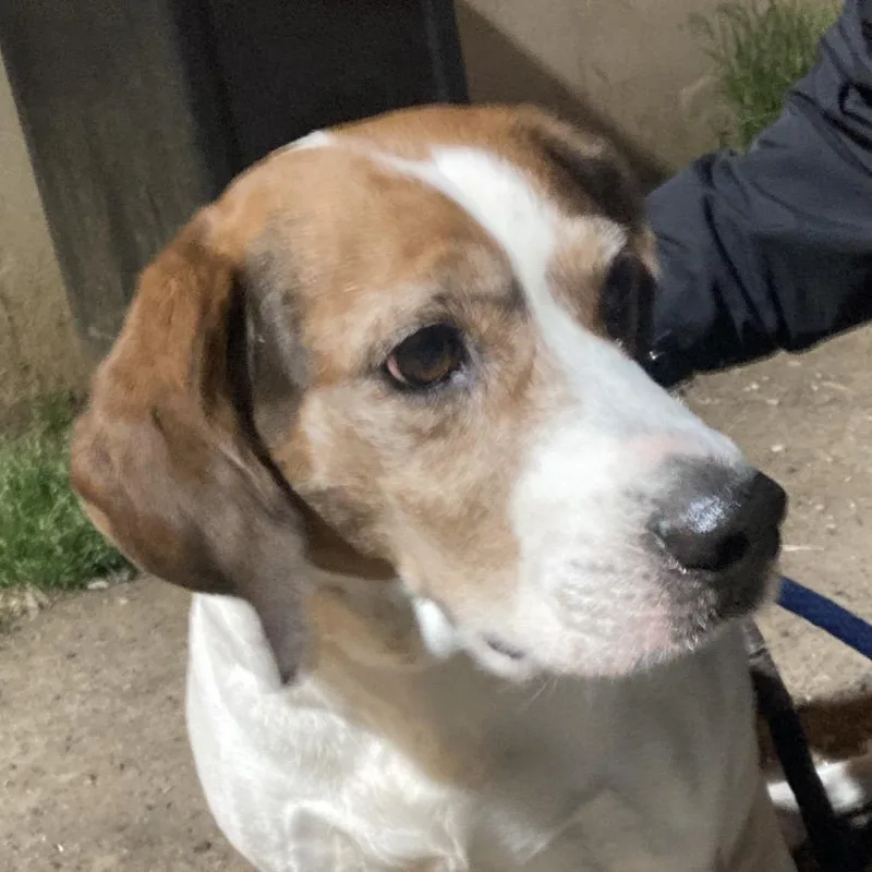 An adult medium-sized male White / Cream Mixed Breed dog named Aero for adoption in Philadelphia, PA