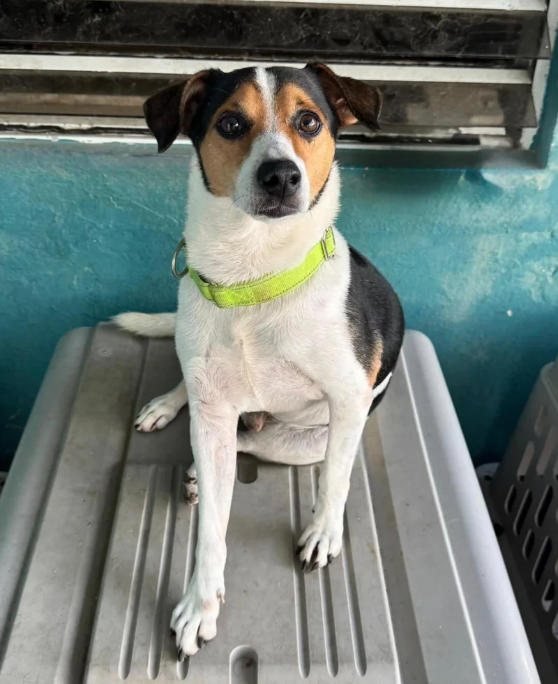An adult medium-sized male Tricolor (Brown, Black, & White) Mixed Breed dog named Charlie for adoption in Loiza, PR