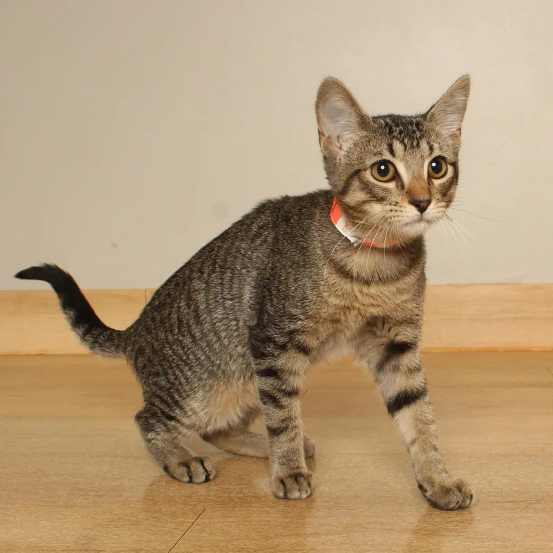 A baby small-sized female Brown / Chocolate Domestic Short Hair cat named Olivia C for adoption in Minnetonka, MN