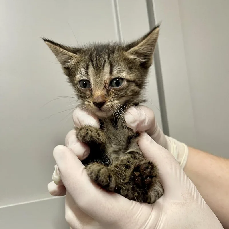 A baby small-sized female Brown / Chocolate Domestic Short Hair cat named Canyon for adoption in Huntsville, AR