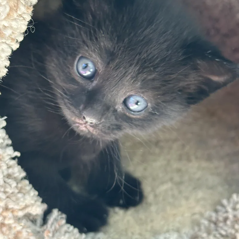 A baby medium-sized female Black Domestic Short Hair cat named Roxy for adoption in Bear, DE