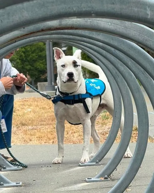 An adult large-sized male Pit Bull Terrier dog named Junior for adoption in Novato, CA