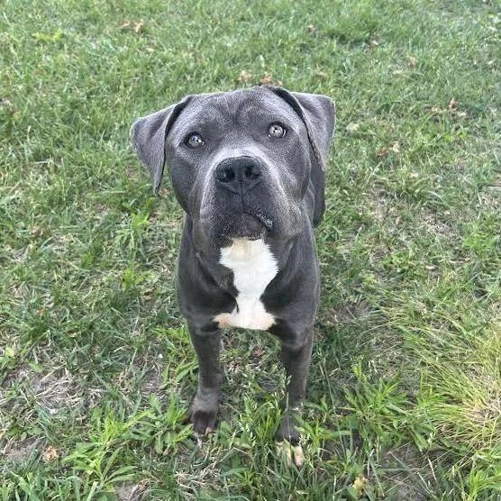 An adult medium-sized female Gray / Blue / Silver Pit Bull Terrier dog named Chloe for adoption in Ottawa, KS