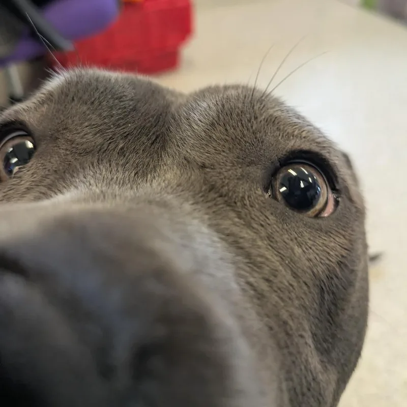 Chloe thumbnail 4