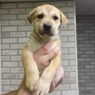 An adult large-sized male Brown / Chocolate Mixed Breed dog named Butterscotch for adoption in DeKalb, IL
