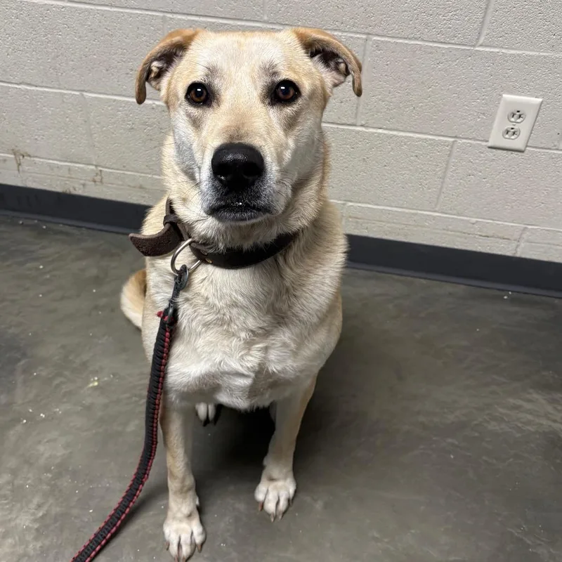 Butterscotch thumbnail 3